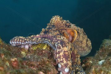 Galapagos Reef Octopus Socorro Is Mexico