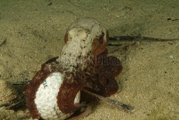 Southern Keeled Octopus hunting around a golf ball Australia