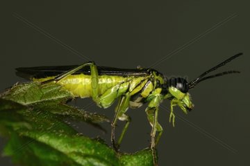 Sawfly posed on a leaf Belgium