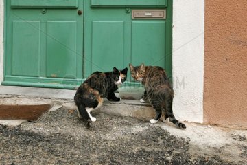 Domestic cat in front of a door in Provence [AT]