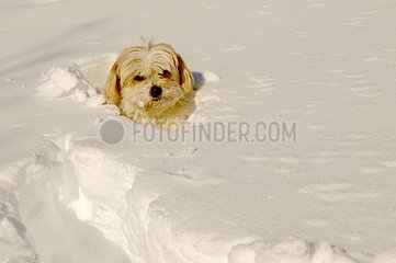 Dog Tulear Cotton in snow