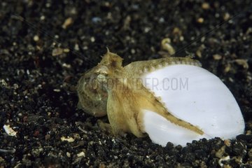 A tiny Veined octopus using a snail shell as a home Lembeh
