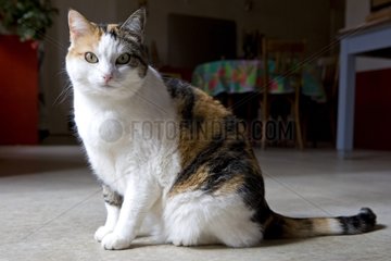 Tricolor -Katze  die in einem Haus Frankreich sitzt