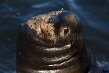 Portrait of Californian sea lion Monterey California USA