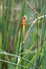 Sympetrum posed on a stem in a marsh in June France