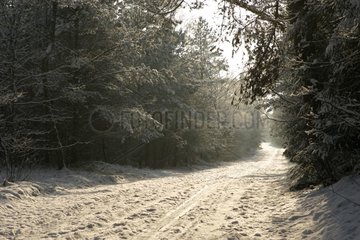 Winter in the Drents-Friesche Wold National Park Netherlands