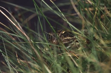 European frog in the grass Pyrenees France