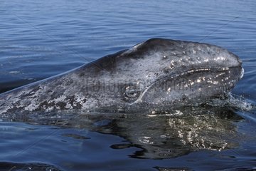 Jeune Baleine grise Mexique