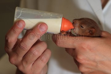 Fütterung eines jungen roten Eichhörnchens mit Babyflasche Frankreich