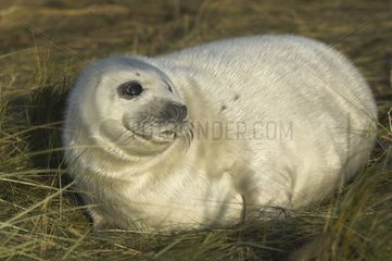 Young Grey seal on grass Donna Nook UK