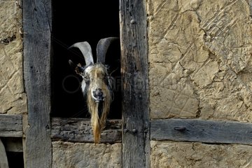 Male Goat leaving the head by the window of goat-shed