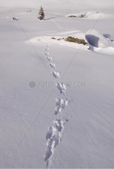 Traces of Mountain Hare in the snow Saint-Sorlin-d'Arves