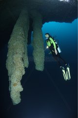 Stalactite et plongeuse à 130 pieds de profondeur Belize