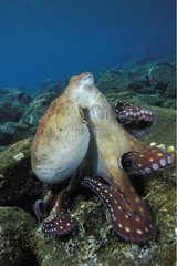 Indo-Pazifik-Tag Octopus Hunting Bali
