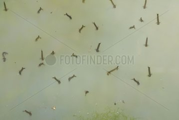Mückenlarven im Kessel der Rupt -Du Puits MeUSE