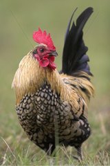 Cock in a meadow France