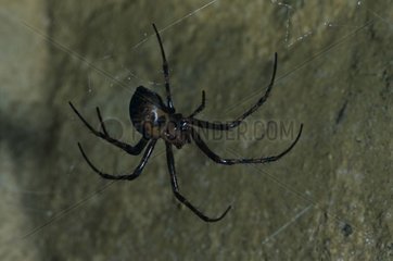 Cave spider on its cobweb