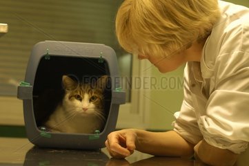 Cat in its case in the veterinary surgeon France