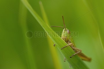 Cricket grazing on grass in Normandie
