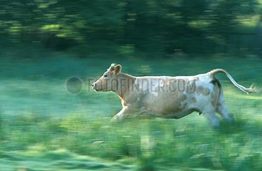 Cow running