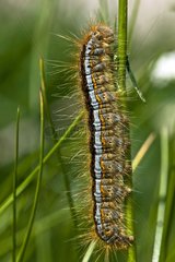 Lackey caterpillar on grass in Catalonia - Spain