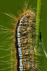 Lackey caterpillar portrait on grass in Catalonia - Spain