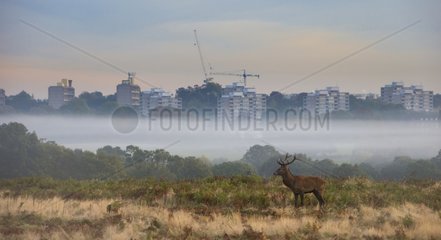 Stag Red Deer with the city in the background in autumn - GB