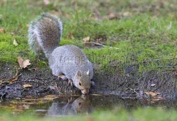 Grey Squirrel drinking at a puddle - GB