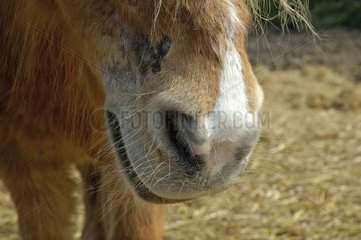 Nasenlöcher von Pony Oise Frankreich
