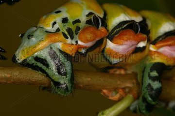 Posterior paws of a caterpillar in a private breeding