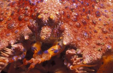 Head of a Puget Sound King Crab Pacific Ocean Canada