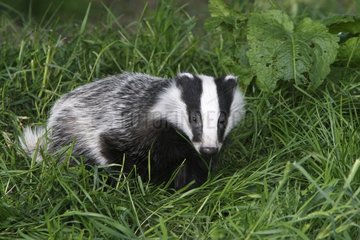 Young European Badger in a meadow GB