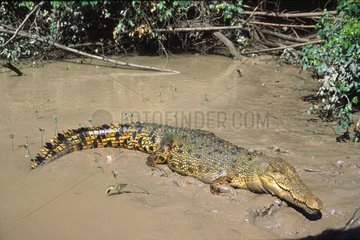 Marine Crocodile am Adelaide River NT Australia