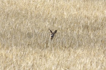 Portrait of a female Roe deer in a field France