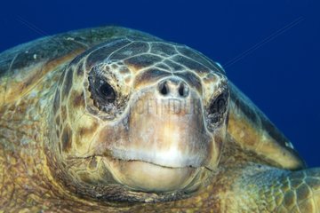 Tête de Tortue caouane nageant dans le grand bleu Belize