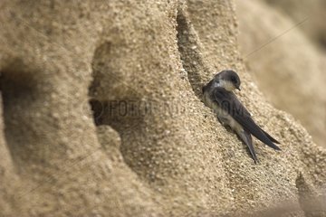 Sand martin in front of its gallery Calvados France