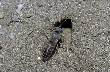 Bembex creusant son nid dans le sable France