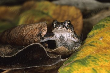 Junge marine Kröten auf den Blättern Nicaragua