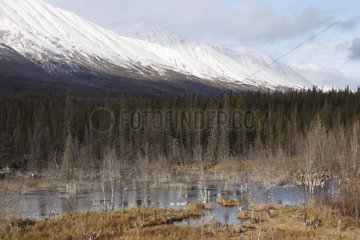 Lake and tundra in the Yukon Canada