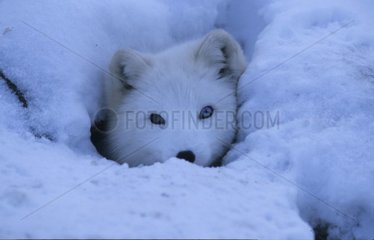 Polarfuchs in seinem Wintermantel