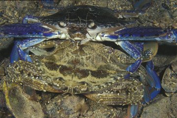 A Blue Swimming Crab couple courtship South Australia