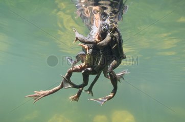 European frogs mating Lake of Jura France