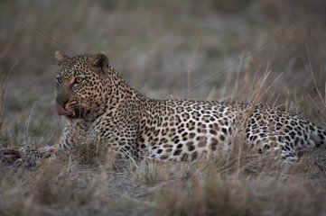Leopard männlich hat Masaï Mara National Reserve Kenia enttäuscht