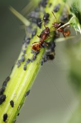 Ants farm aphids France