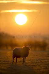 Sheep in a frozen meadow in winter at sunrise - GB