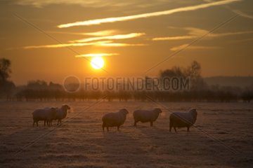 Sheep in a frozen meadow in winter at sunrise - GB