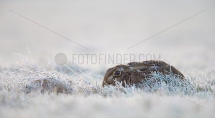 Brown Hare laying in a frozen meadow in winter - GB