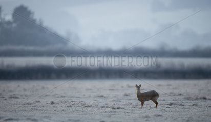 Chinese Water Deer in a frozen meadow in winter - GB