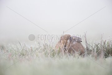 Brown Hare laying in a frosty meadow in winter - GB