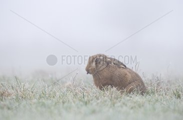 Brown Hare sitting in a frosty meadow in winter - GB